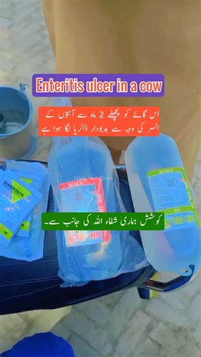 Understanding Enteritis in Cows and Chronic Diarrhea