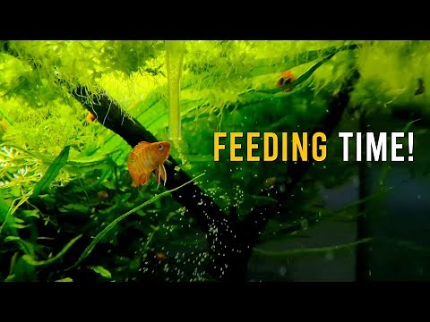 My Scarlet Badis Fish Are Thriving With This EASY Feeding Technique!