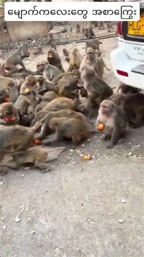 Monk's Gentle Kindness!