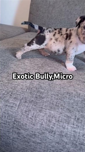This Micro Merle Bully Is Crazy 👀🔥