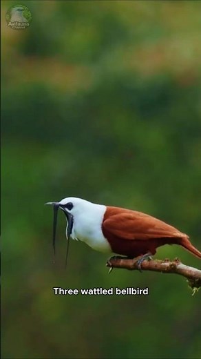 Bellbird The loudest bird in the world