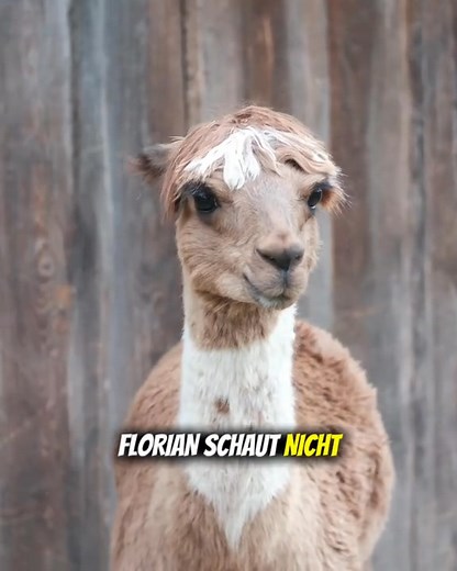 Boss Florian #alpaka #florian #chef #boss #lustigevideos | Trealpacas