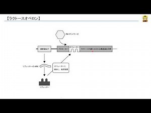 ラクトースオペロン 【高校生物】