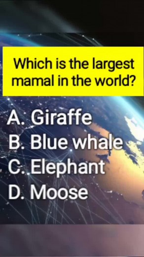 Blue Whale: The Largest Mammal in the World