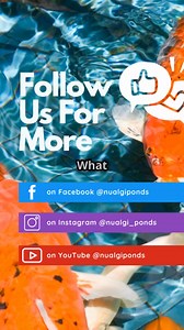 Pond water chemistry plays a crucial role in the health and well-being of your pond’s inhabitants during winter: Address water quality issues with products like Nualgi Natural Pond Cleaner to help maintain a balanced, healthy pond ecosystem during winter months. #pondlife #koi #koiponds | Nualgi Ponds | Facebook