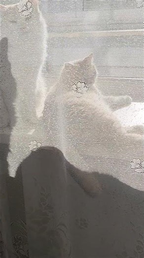 Why Doesn’t The Shadow Match The Cat? #shorts #mycatregion #funnycatmoments