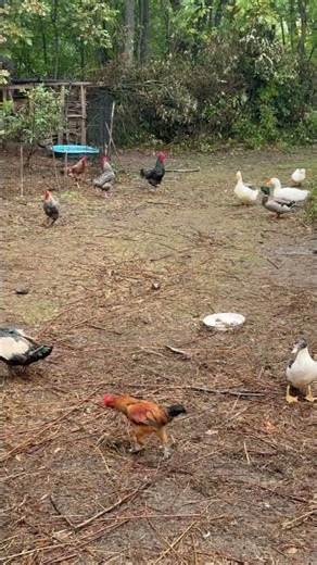 Starship vs. Farm: #AlienAnimalEncounter Can a Spaceship Handle a Cow?