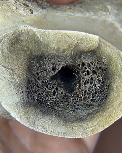 2.6M views · 11K reactions | These fossil excavators have been uncovering dinosaur bones in incredible conditions - some are more than 65 million years old! 領 | UNILAD | Facebook