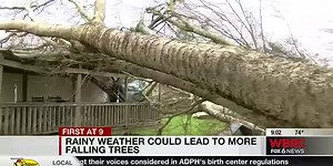 Local arborist says heavy rains could cause more trees to fall