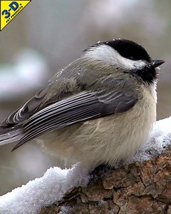 47 reactions · 28 comments | Black-capped Chickadees are like the popular kids in school. Many other species, such as warblers and other songbirds, like to associate with chickadees. Learn what attracts this species to your backyard here: https://www.3dpetproducts.com/animals/chickadee/ | 3-D Pet Products | Facebook