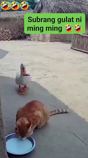 Napagtripan ni duck si ming ming🤣🤣 #funnyreels #reelsvideo #fbreelsfypシ゚ #fyfviral #highlights | Crisanto N Nipaz