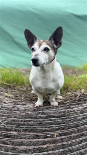 Kitty 😍 #seniordog #minijackrussel #jackrussellterrier #kittythejackrusselterrier #fy #fyp #manamana #eifel #appreciationpost #nationalparkeifel