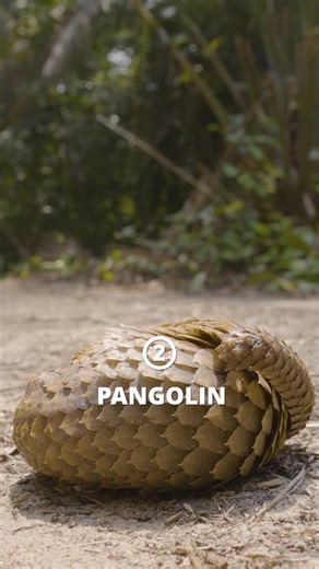 🤯😝 Animals need to defend themselves against predators and the elements of the wild, and some of them have developed remarkable ways to do so! From chemical sprays and incredible disguises to acrobatic stunts, these defense tactics can be extremely effective, although a little bizarre: 🦨 Skunk: The ultimate stinker, they unleash a foul-smelling spray strong enough to chase predators away. 🐾 Pangolin: When threatened, this shy animal rolls itself into a tight ball. The scales covering their b