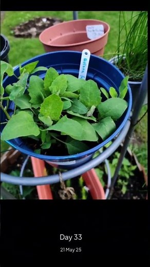 See how our quinoa plant has grown from day 1 to day 75