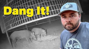 Hog Trapping Mistake Cost Me! I made a costly mistake trapping pigs today! Once wild hogs are conditioned to a trap they can be very hard to catch! Big Pig Trap: https://bigpigtrap.com/ HogEye: https://www.hogeyecameras.com/ AFH T-Shirts, Hoodies, and Hats! https://www.armsfamilyhomestead.com Follow us on Facebook.https://www.facebook.com/armsfamilyhomestead/ Instagram https://www.instagram.com/arms_family_homestead_official/ Arms Family Homestead PO Box 167 Sulphur, Ok 73086 | Arms Family Homes