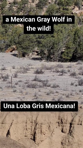 Discover the Majestic Mexican Gray Wolf