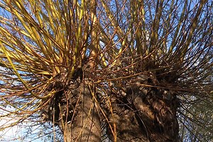 Comment tailler un saule en têtard ou en trogne