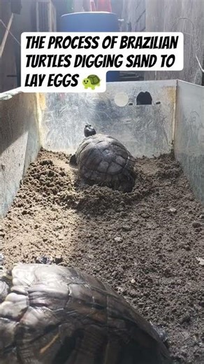 the process of a Brazilian turtle laying eggs 🐢 #shortvideo #tortoise #shorts