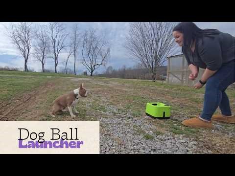Ball Obsessed Dog? Automatic Ball Launcher | Product Review