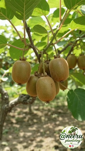Kiwi Fruit Life Cycle 🌱 From Seed to Fresh Harvest | Amazing Nature #kiwi #recipe #yt #asmr #shorts