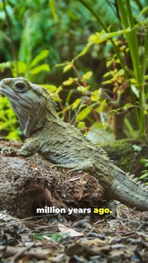 This Reptile Outlived Dinosaurs 🦖