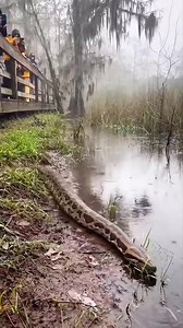 Python vs Electric Eel 🤯⚡️🐍 #animals #wildlife | Riteek Kashyap