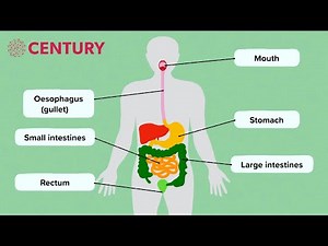 The Digestive System | Biology