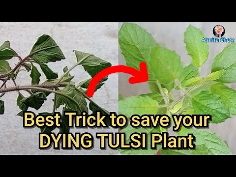 Easy way to save your dying Tulsi plant / Holy Basil propagation and fertilizer tips #amritashaw