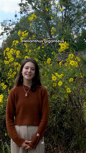 1.6K views · 24 reactions | Meet the magnificent Helianthus giganteus, commonly known as the Giant Sunflower! ✨ Located in the Wills Perennial Garden, this towering beauty can reach up to 10 feet tall. Thriving in full sun, it typically blooms from late summer through fall, making it a long-lasting addition to your garden. | Cheekwood | Facebook