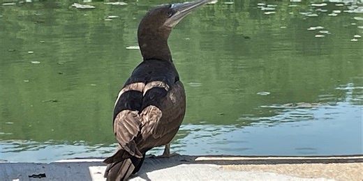 Rare tropical seabird not usually found in US spotted hunting in Indiana