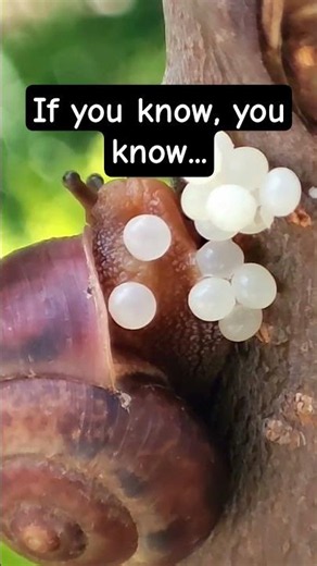 Apple Snail Eggs 🐌 #snaileggs