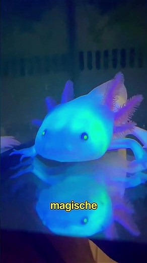 Der Axolotl: Das mysteriöseste Tier der Natur😱