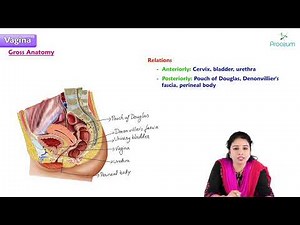 9. Anatomy of Vagina : MBBS Lecture