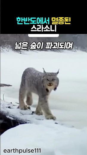 한반도에서 멸종된 스라소니 #동물 #스라소니