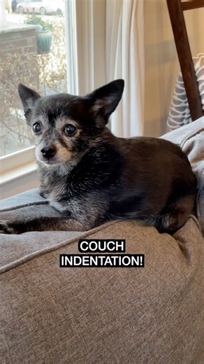 Perfect for snoozing in BAGEL FORMATION 🥯 | Puppy Songs