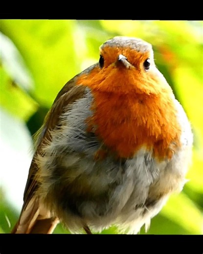 Beautiful Red Breasted Robin On Fence