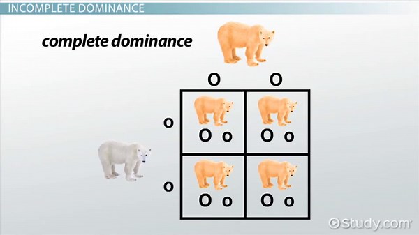 Incomplete Dominance of Gene Alleles