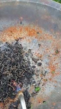 Off-Topic: Burning Caterpillars Out of My Peach Tree Before Boat Season 🔥