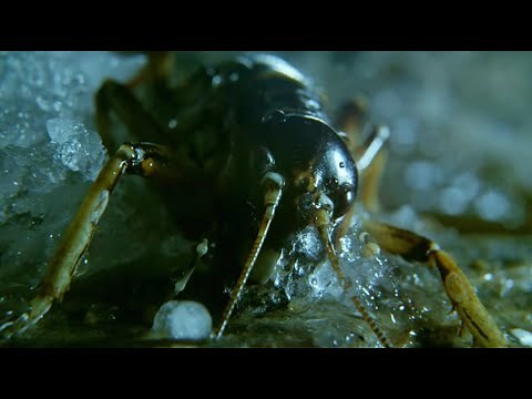 Insect Returns From The Dead | Wild New Zealand | BBC Earth