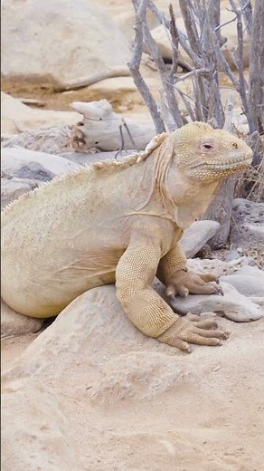 Galápagos Islands, Ecuador 🇪🇨 | Untamed Paradise of Evolution & Wild Beauty (4K Travel Film)