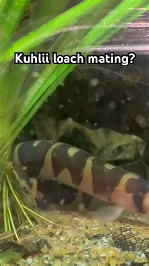 Are my kuhli loaches mating?