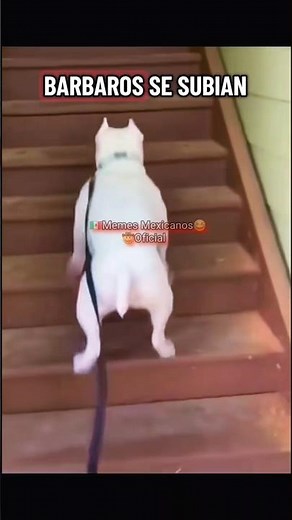 🚨 HUMOR MEXICANO 🚨 Si Te Ries Pierdes🤣 Nivel Mexicano🇲🇽🤠😂🤤😉