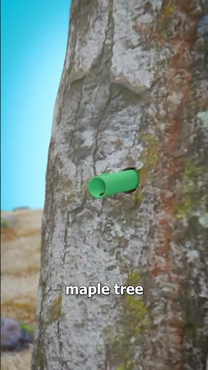 How Maple Sap Becomes Syrup 🤔