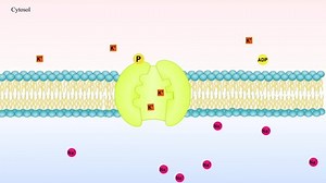 Active transport, Sodium-Potassium pump. Animation