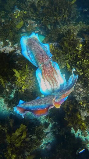 #SundaySpecies: Meet the Giant Cuttlefish — a species with an interesting mystery 🌈🤔 Despite their incredible colour displays and masterful camouflage, cuttlefish only one have one photoreceptor, meaning they are technically colourblind! 📽️ via IG: terencetong_ | UN Ocean Decade