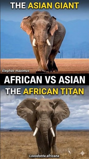 African Vs Asian Elephant 🐘vs🦣
