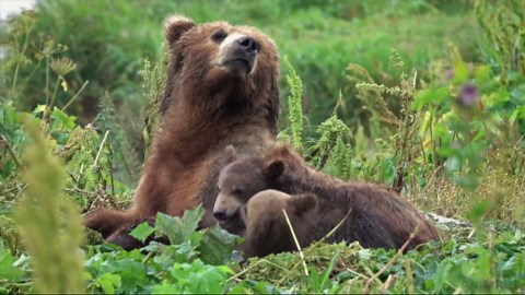 Massive Angry Grizzly Charges an Unsuspecting Kayaker
