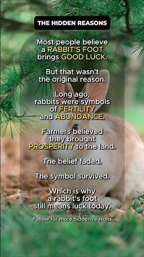 🐇 Why Do Rabbit's Feet Bring Good Luck?