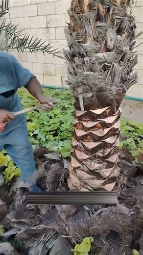 😱 😱 Why Are Palm Trees Trimmed Like This