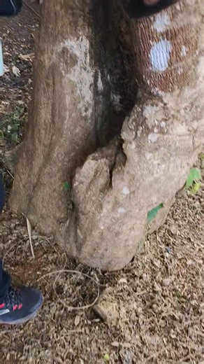 47K views · 942 reactions | Saving the Aquilaria Mother Tree of...